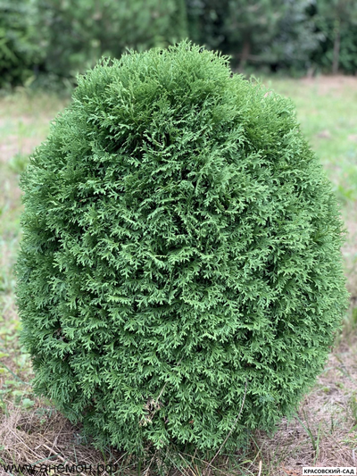 Туя Хозери - Hoseri