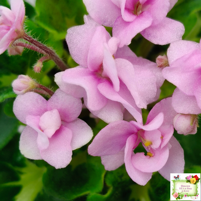 Goldilocks (L.Ray) (Голдилокс) (гёрл-лист с кроновой пестролистностью)