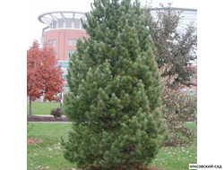 Сосна кедровая европейская Ортлер - Ortler