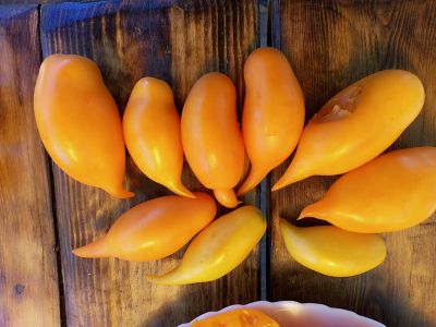 Томат Буратино золотой