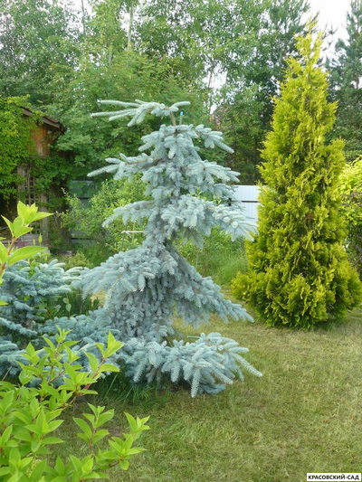 Ель Глаука Пендула - фото в саду - красовский-сад.рф