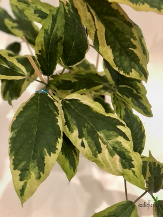 Clerodendron Qadriloculare Variegated / Клеродендрум фейерверк вариегатный