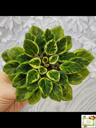 Rob's Lucky Charm (R.Robinson) 11/21/2003 (9293) листовая химера (стартер сорт)