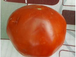 Томат Минусинский гигант