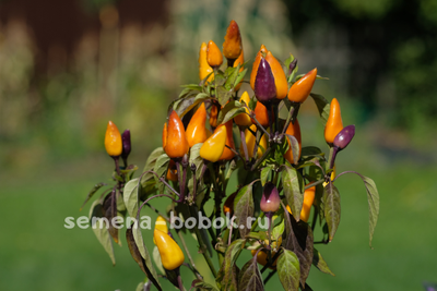 Острый перец Молли (Molly), 10 шт