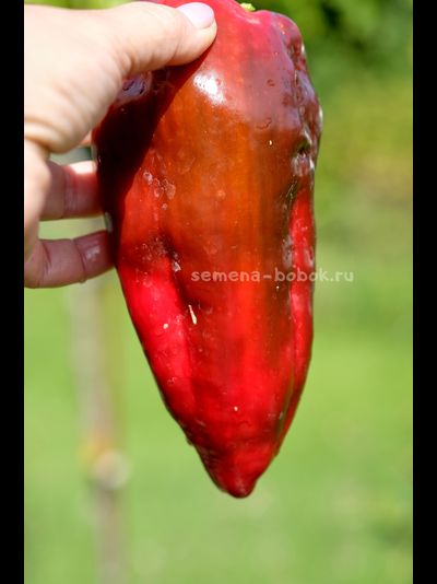 Перец сладкий Najerano Pepper (Нажеранский), 10 шт