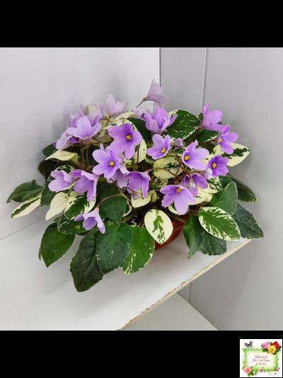 ЛЕ-Эрика (Е. Лебецкая) трейлер