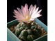 Gymnocalycium uruguayense v.roseiflorum VG-454 (d=10-15mm)