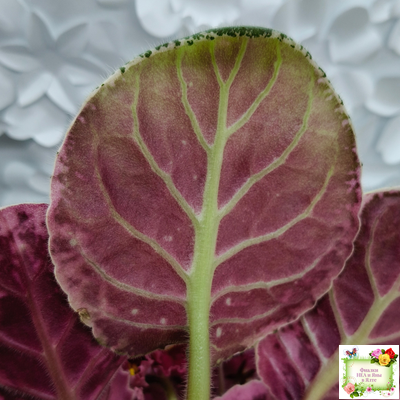 Rivermist Zeeva (J. Baker) (лист с детками укоренённый)