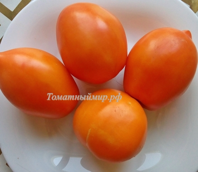 Томат Южный загар