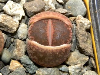 Lithops aucampiae C334 (MG-1546.6)