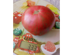 Томат Гном Малиновая нерка (Dwarf Crimson Sockeye)