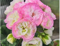 П219 Пеларгония Ди Краса России укорененный черенок