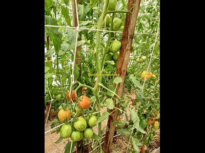 Томат Русская королева (Russian Queen)