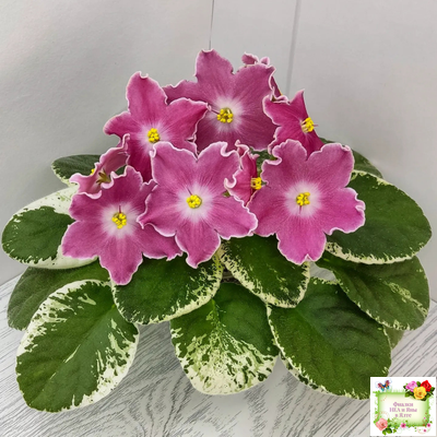 НД-Наталка-Полтавка (Н. Данилова-Суворова) 2018 г.