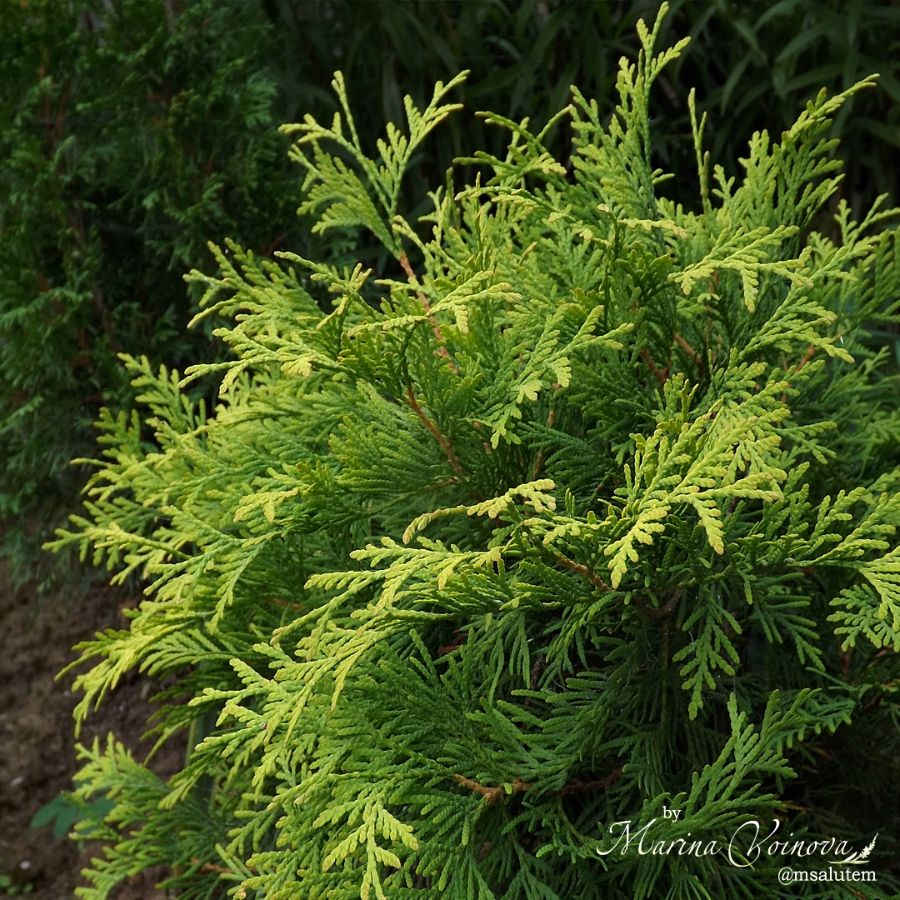 Thuja occidentalis Golden Globe