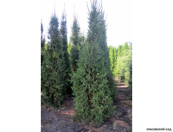 Ель обыкновенная Колумнарис фото в саду - красовский-сад.рф