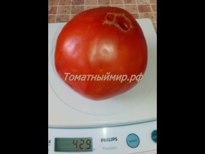 Томат Итало (Italo)