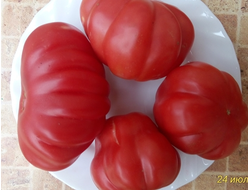 Томат Тлаколула де Матаморос