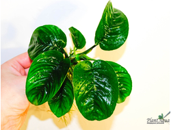 Anubias var. barteri«Broad leaf»