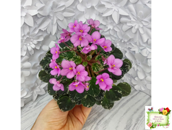 Snuggle Bear (L. Ray) (пасынок укоренённый)