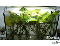 Нимфея Даубениана