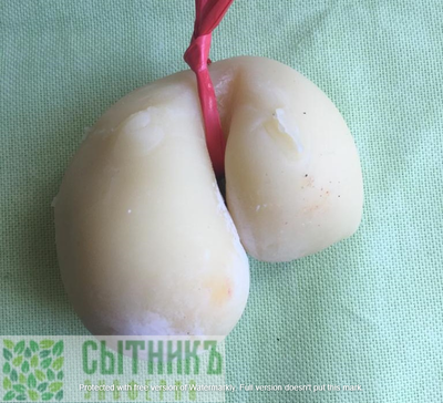 Сыр от фермера скаморца из цельного коровьего молока