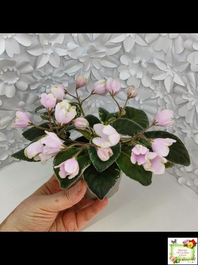 ЛЕ-Ландыши (Е. Лебецкая) 2020 г. (пестролистный лонг)