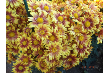 Акимия.
Селекция НБС-ННЦ