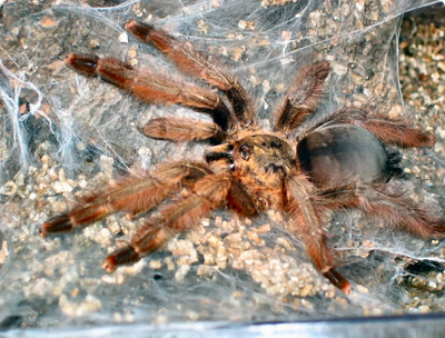 Psalmopoeus ecclesiasticus