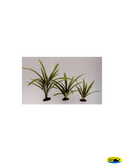 81004-20 Растение шелк. Криптокарина Балансе