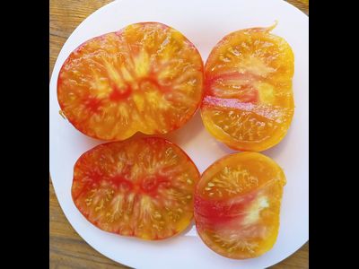 Томат Коралловая королева (Coral Queen)