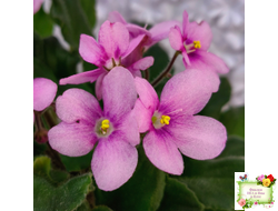 LV-Звезда в Ночи (Л. Шевелева) 2025 г. трейлер (клакамасный лонг)