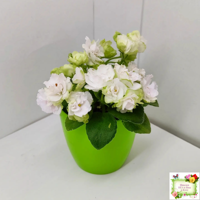 Irish Flirt mini (S.Sorano)