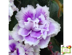 Mac's Jubilant Jamboree (G.McDonald) (лист укоренённый)