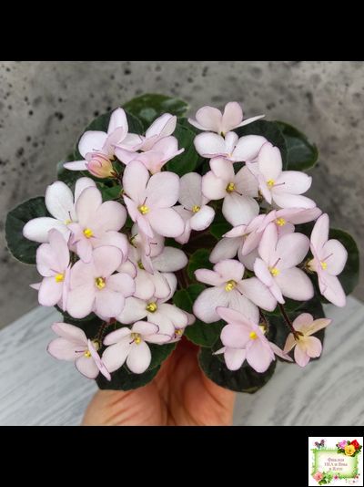 Н-Дюймовочка (Н. Бердникова)