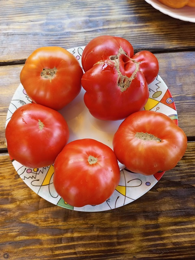 Томат Санта Лючия, (Sainte Lucie) США