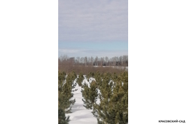 Кедр - фото 20 - питомник Красовский-Сад.рф