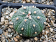 Astrophytum AS cv.KIKKO (1031) - 10 семян