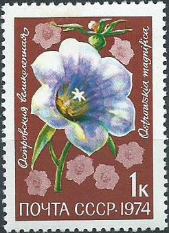 4351. Цветы альпийских лугов Средней Азии. Островския великолепная