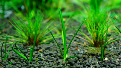 LITTORELLA UNIFLORA/ ЛИТТОРЕЛЛА УНИФЛОРА (меристемная)