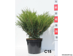 Можжевельник обыкновенный Мейер в сетке и мешковине готова к доставке - Красовский-Сад.рф